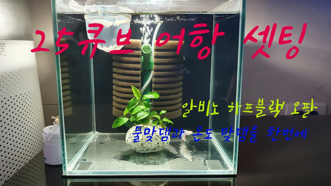 25큐브 어항 셋팅/ 고정구피 알비노 하프블랙 오팔  입수