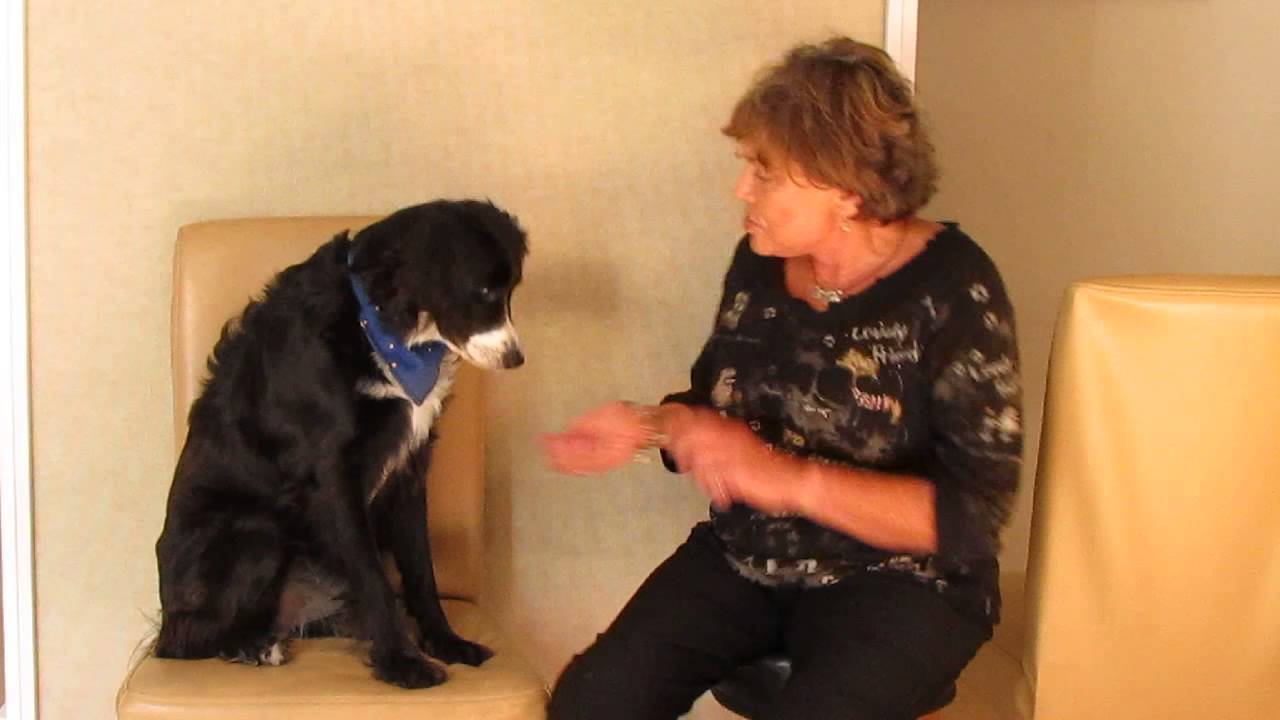 MOST AMAZING DOG  DOES MATH & SPELLING!