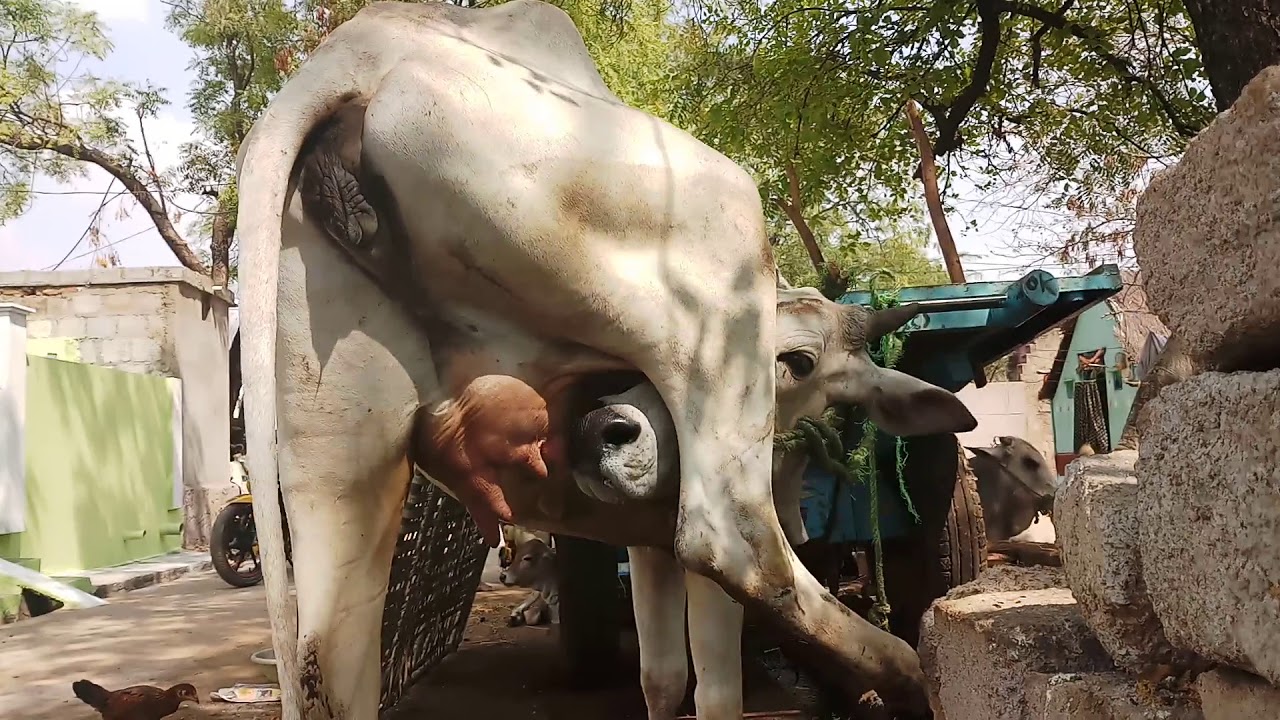 Cow how to drink our milk
