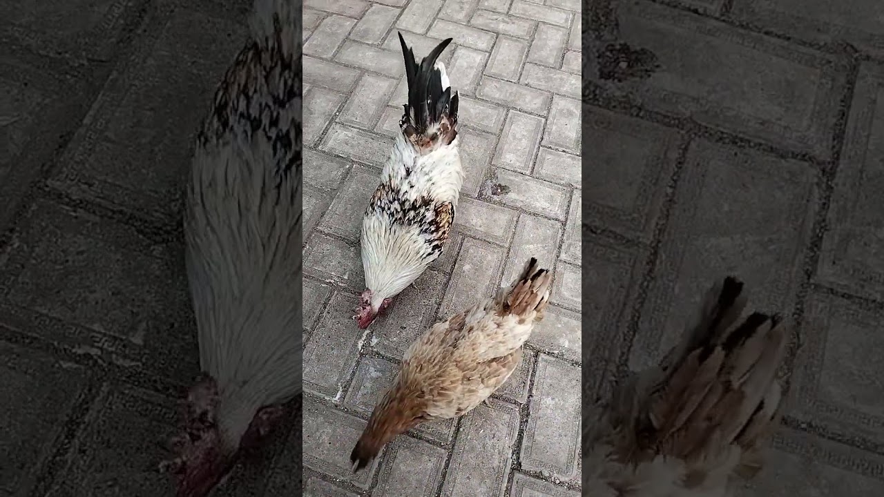 I tried catching my chicken  👍👍 watch the video to the end and see what happens #goviral#