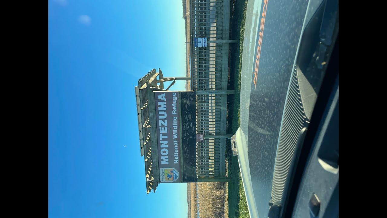 Day trip to Montezuma National Wildlife Refuge and Seneca Falls