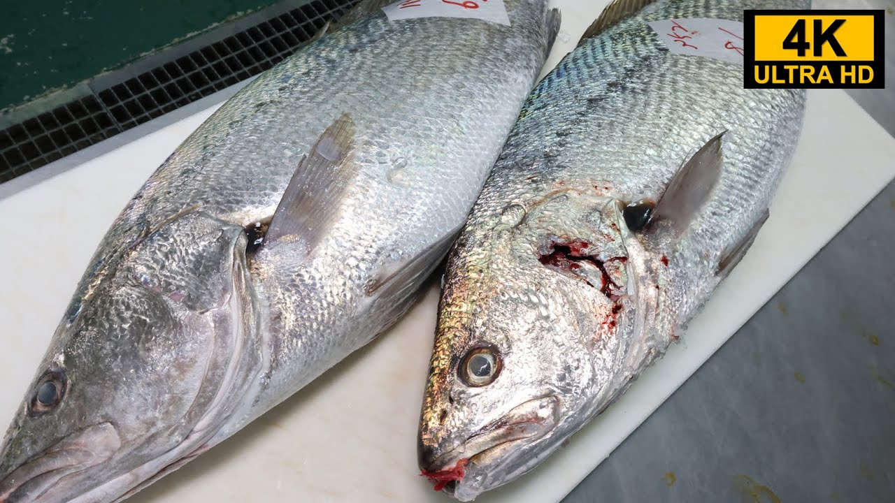 白身魚の捌き方を凄腕魚屋が伝授！目利きのポイントやオオニベの美味しい食べ方も公開します♪