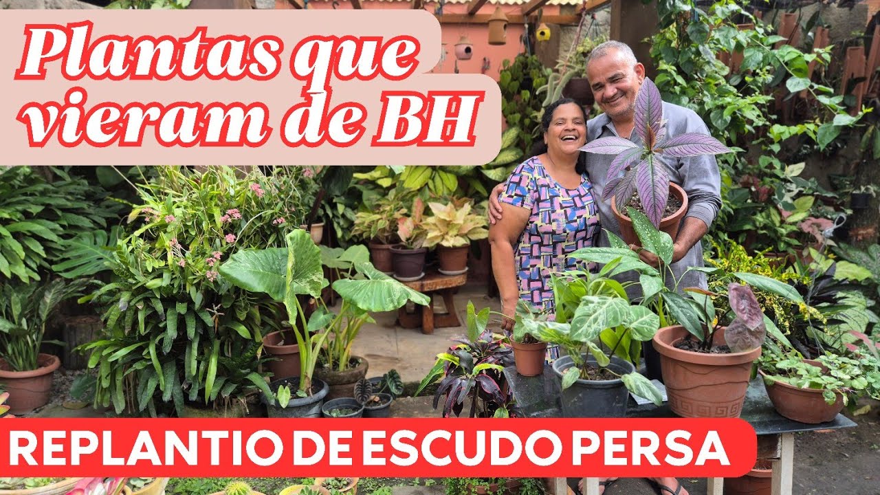 NOVIDADES NO QUINTAL DA ZIZI: PLANTAS QUE EU TROUXE DE BH | REPLANTIO DE ESCUDO PERSA | DICAS
