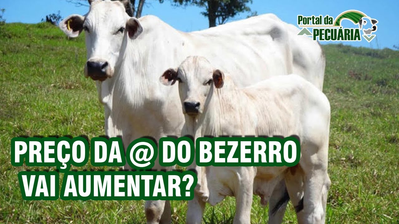 Preço da @ do bezerro vai aumentar?
