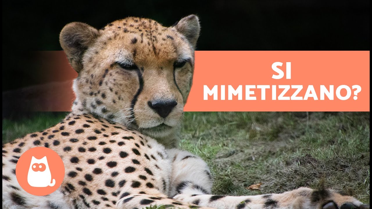 10 CURIOSIT&Agrave; sui GHEPARDI 🐆 L'animale PI&Ugrave; VELOCE DEL MONDO?