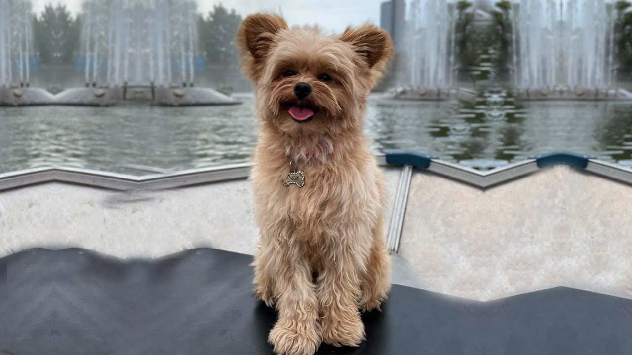Pomapoo: The Mix Breed of Pomeranian & Poodle