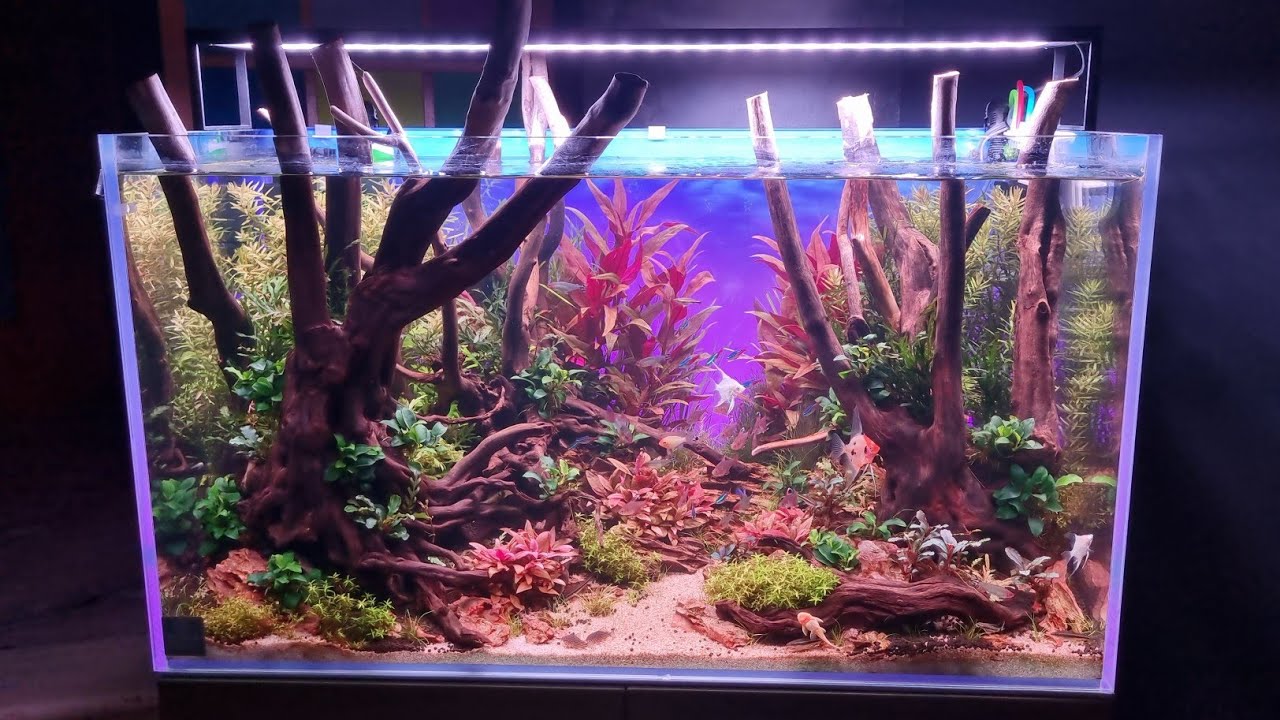 Aquarium Garden 90x50x50h by @natureaquariumdesign