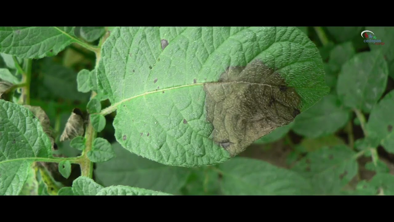Síntomas de la rancha en el cultivo de papa