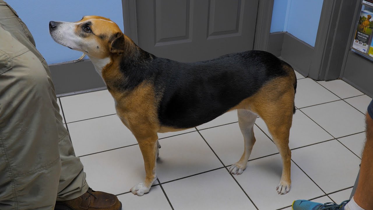 Episode 2.7 How to Fix a Dislocated Shoulder On a Dog By a Professional Vet