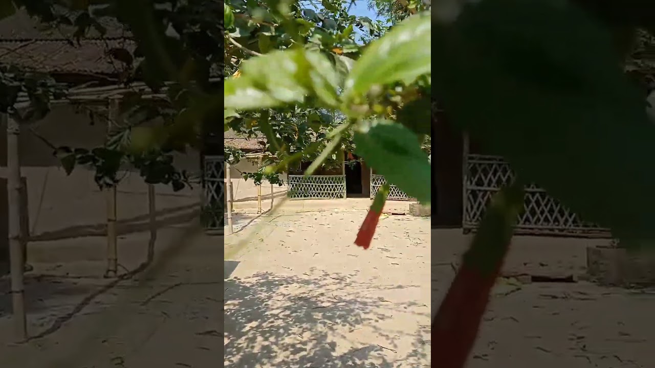 Dream House in Assam village❤️