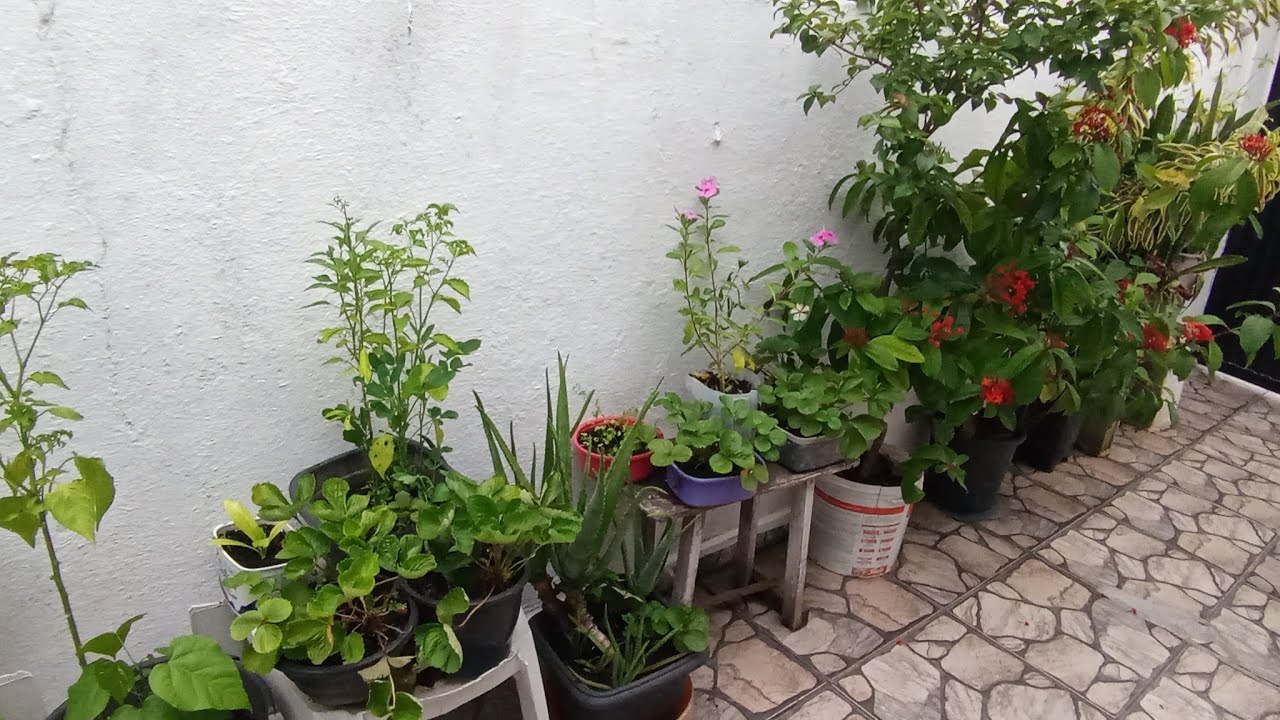 PLANTANDO MUDAS DE COENTRO NO VASO! 
