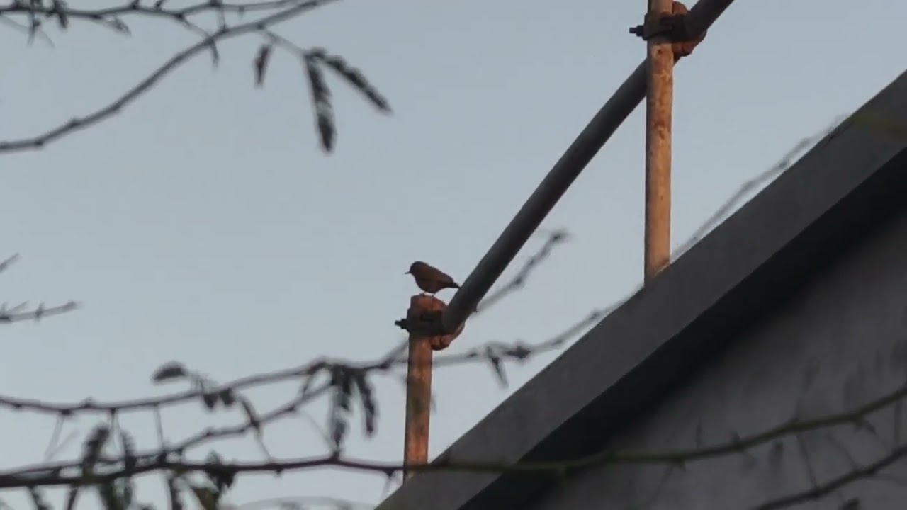 Little Bird in golden hour light 