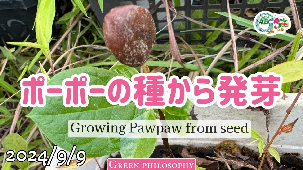 食べたポーポーの種から発芽した実生苗