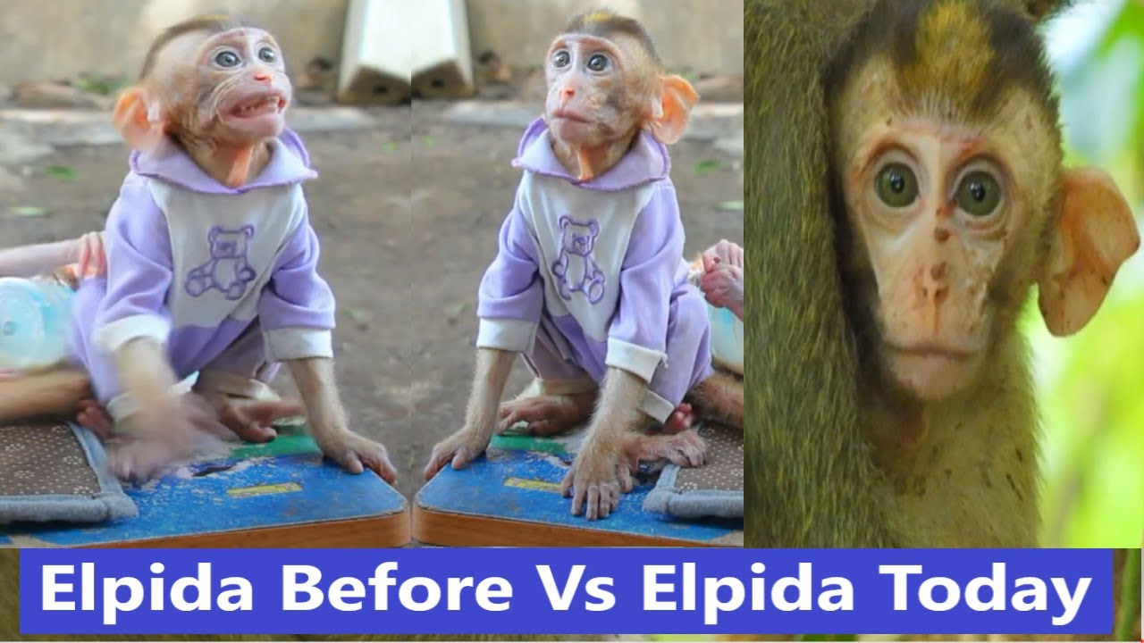 Totally Abandoned Monkey Elpida is A Former Pet Monkey,Now Elpida Living As Wild Monkey With Alberto