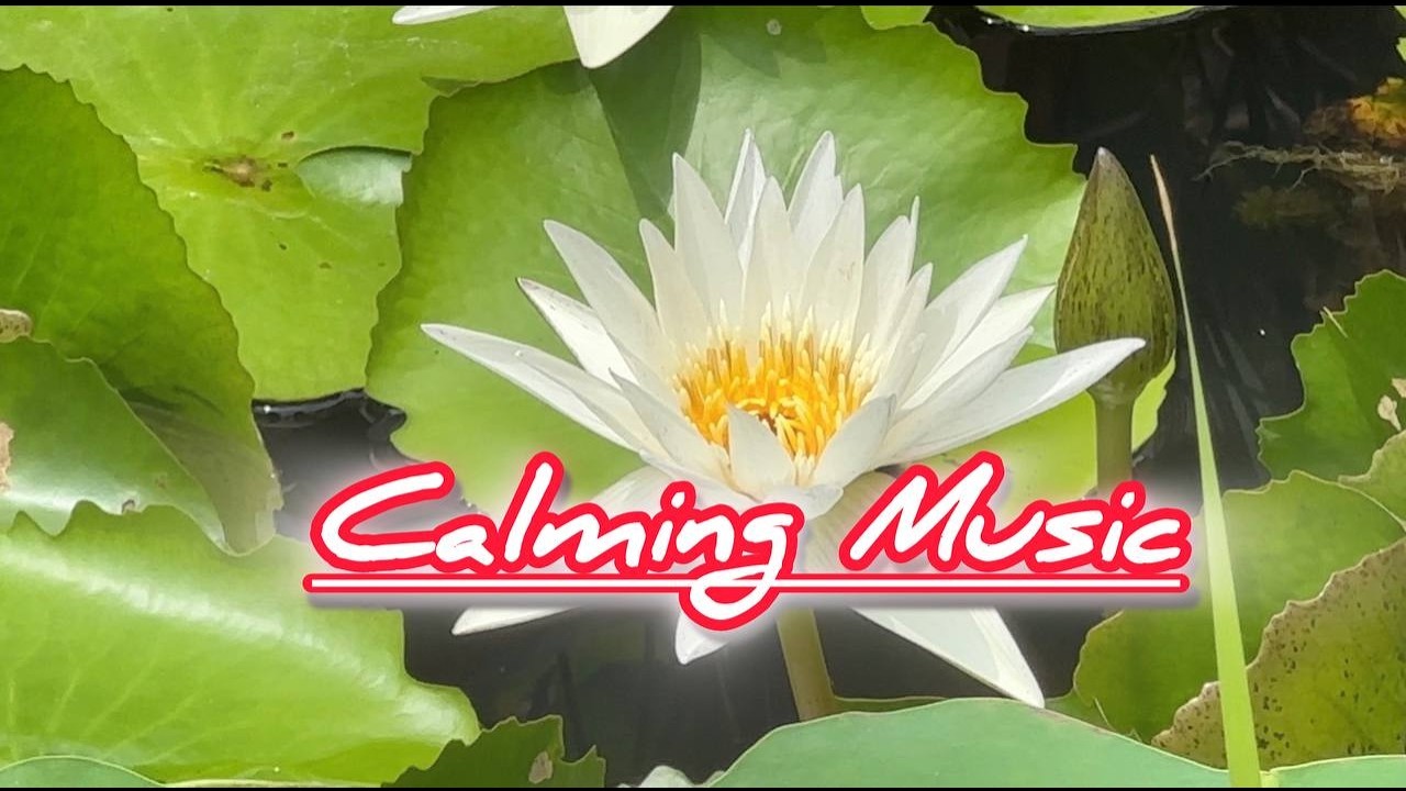 Calming Music 🌿 for Deep Sleep, Study, Meditation & Anxiety Relief