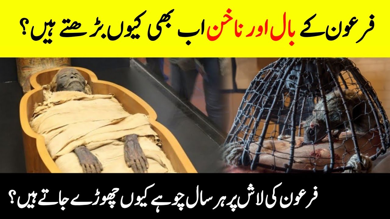 Is Pharaoh's Hair and Nails Still Growing? || Unbelievable Facts About The Mummy Of Pharaoh