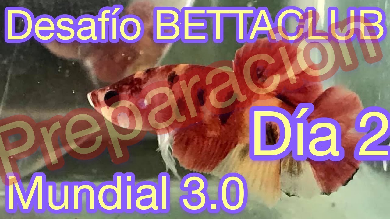 Entrenando macho y hembra betta! NO TE LO PIERDAS