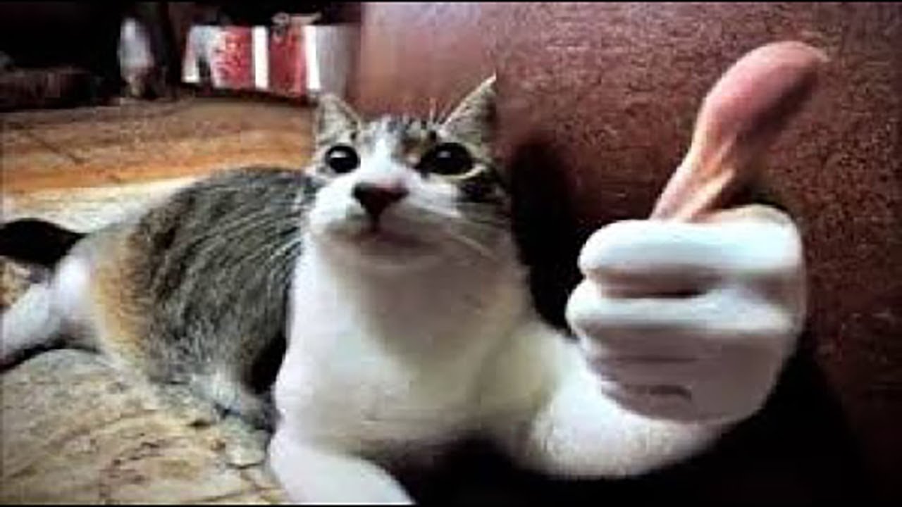 Top Funniest Animal Moments - Try Not To Laugh #54