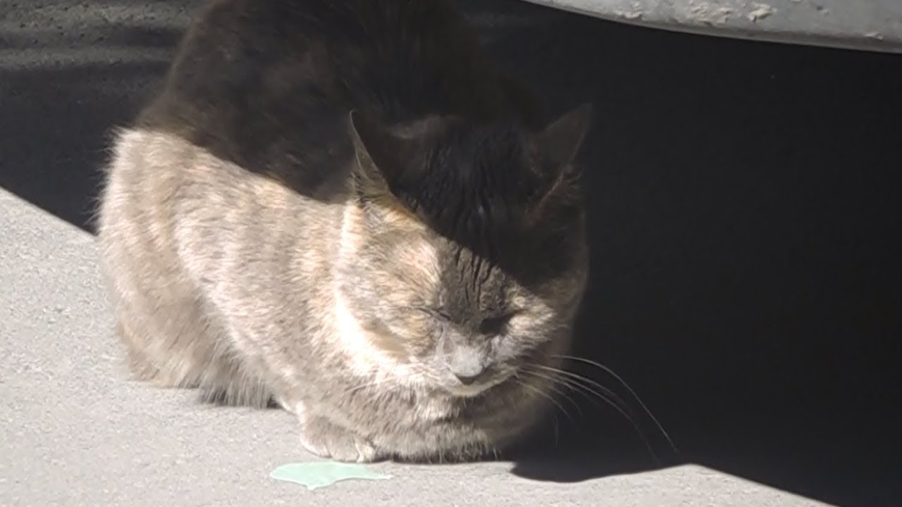 Gato com&uacute;n europeo