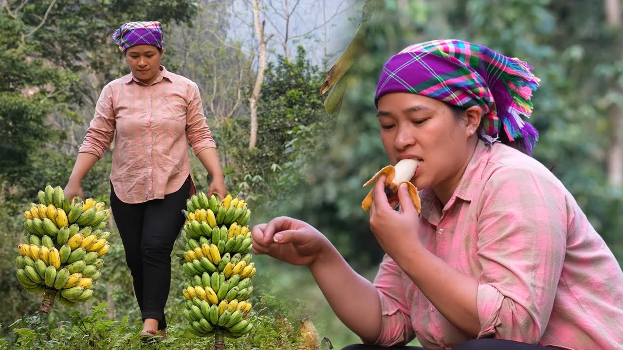 Harvesting Bananas Grown by Our Own Hands