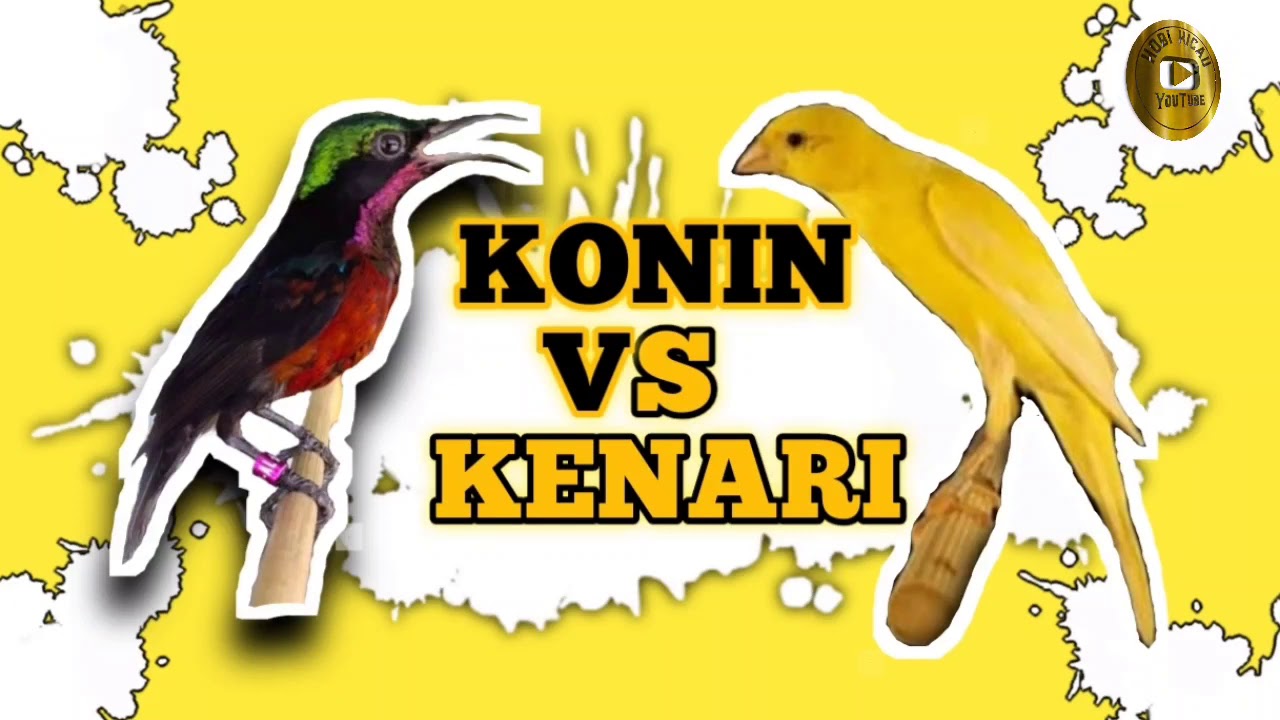 Masteran Burung Konin dan Kenari Terapi Gemercik Air Idaman Kicau Mania