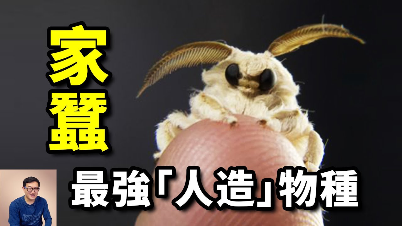30天長大1萬倍，竟然還吐蜘蛛絲！馴化程度最高的動物，人類太空戰略的理想選擇——家蠶【老肉雜談】#動物 #昆蟲 #蠶 #寵物