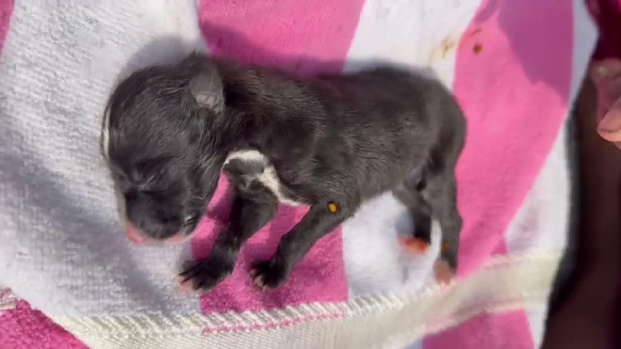 He doesn't have a mother, he is crying for his mother.😥