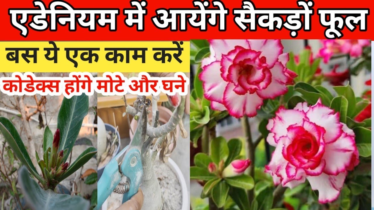 एडेनियम में आयेंगे सैकड़ों फूल, बस ये एक काम करें, कोडेक्स होंगे मजबूत और घने,