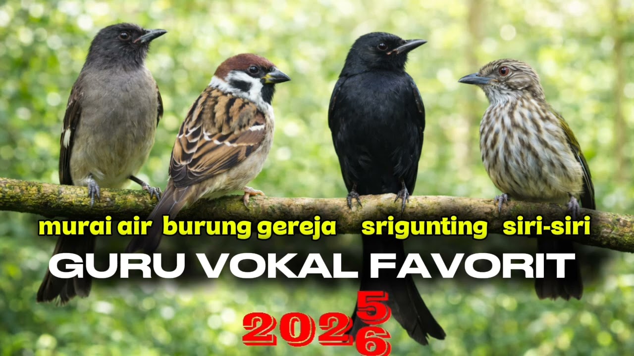 Bakalan moncerr di gantangan.... Masteran kasar sangat cocok untuk murai batu dan burung kicau lain