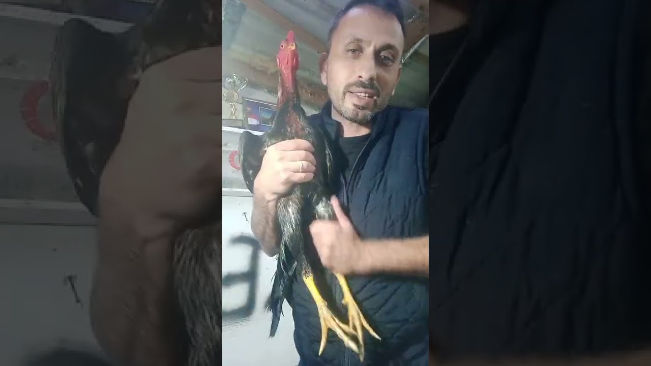 hint  horozu el işi ufaktan hazırlıklar başladı