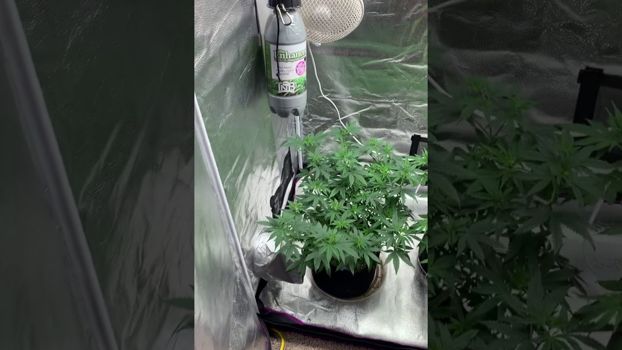 how to grow weed,indoor grow spider farmer 2x4 Half pound Quest!?