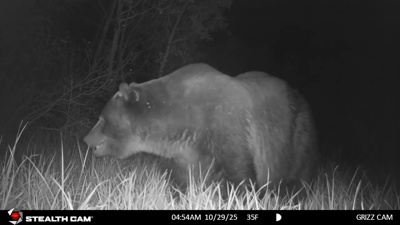 Big grizzly bear in the Mission Valley