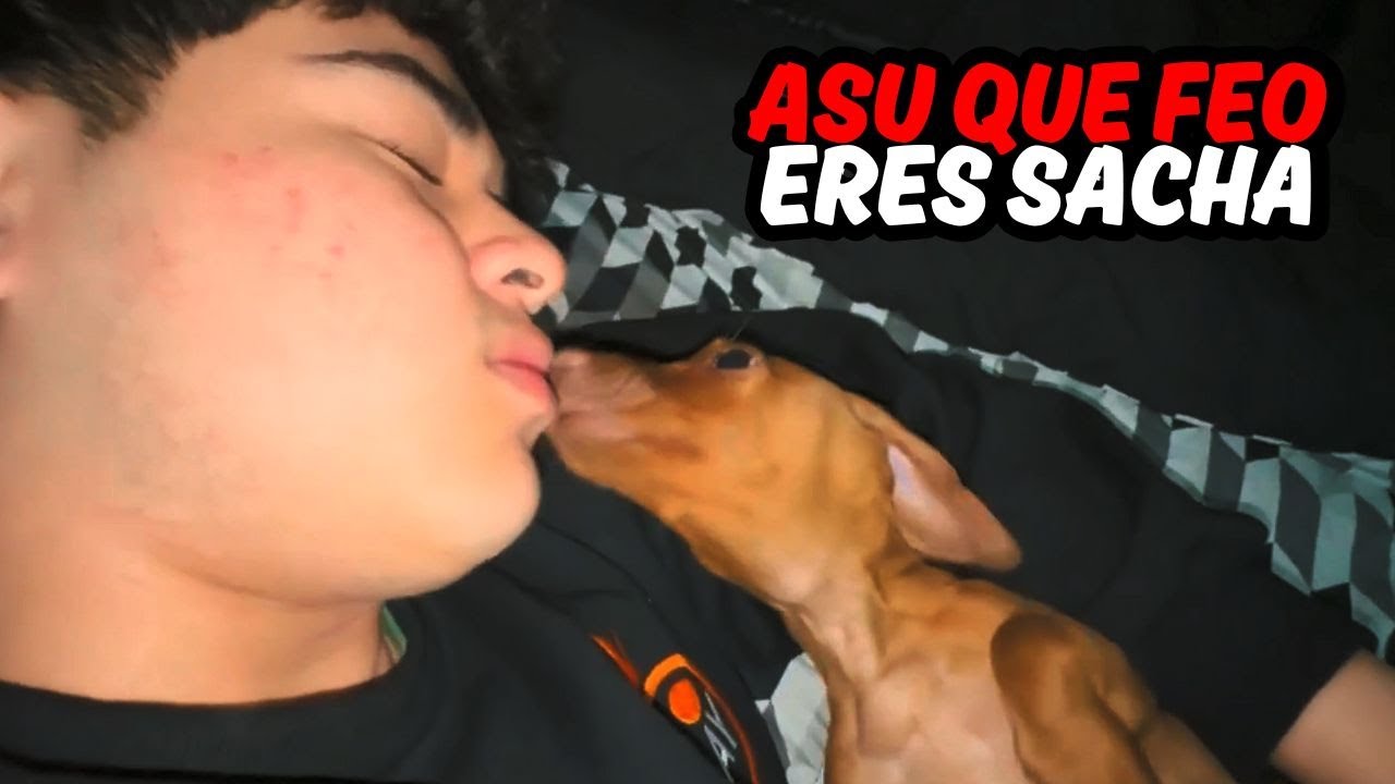 10 minutos de Mostacita 🐶y su mascota Sacha Uzumaki 🤮