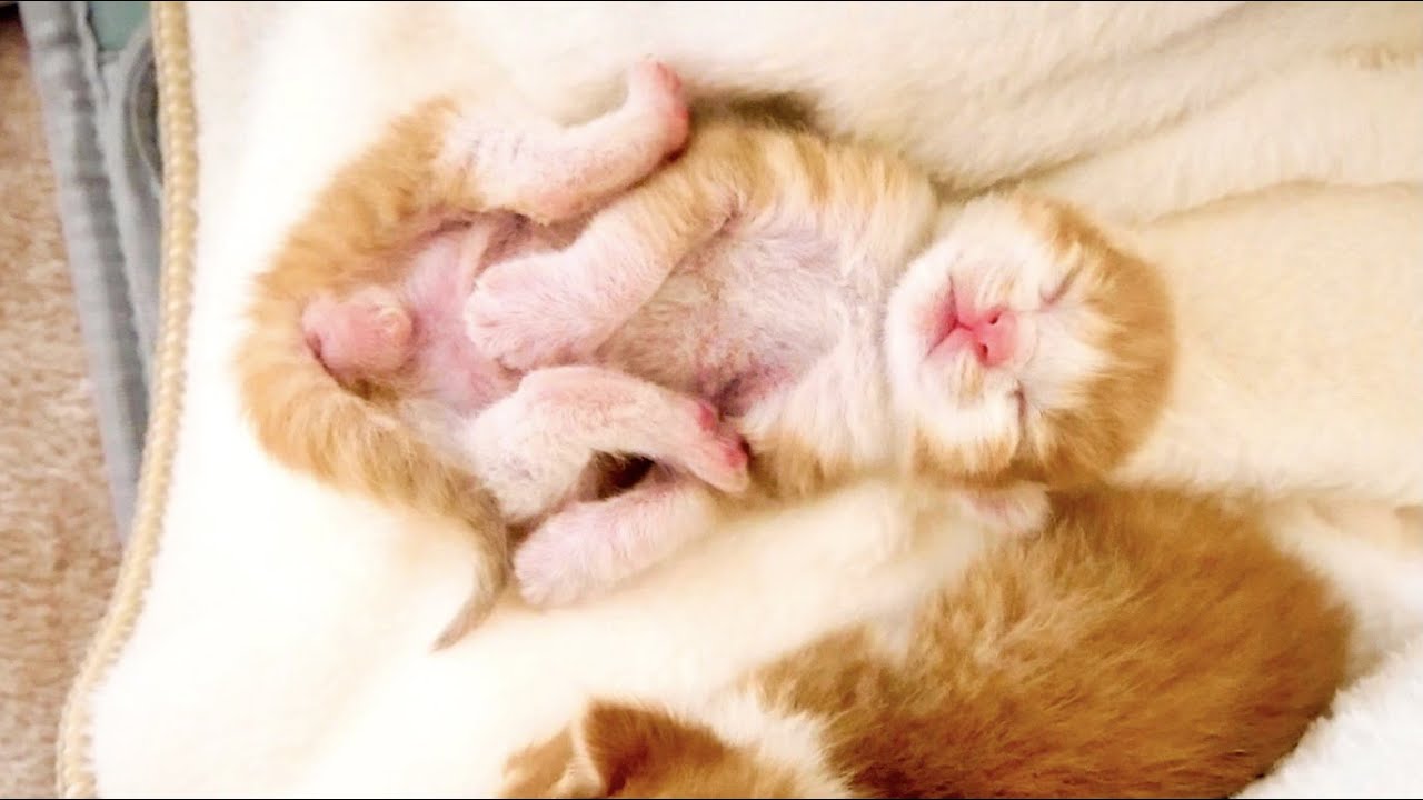 家に来て４８時間後にはヘソ天しちゃう生後５日の子猫。【保護猫】
