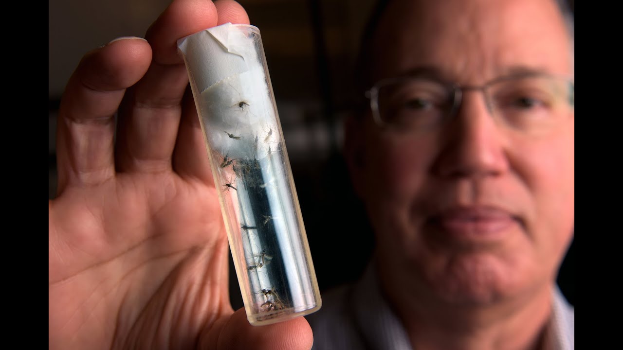 Power of I - Fighting Malaria with Mosquitoes - UC Irvine