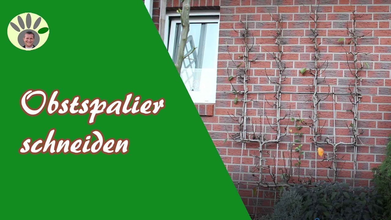 Spalierobst schneiden (gilt für Birne, Apfel, Pflaume, Zwetsche,...)