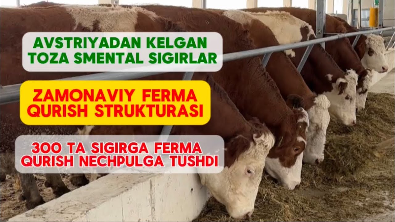 ZAMONAVIY FERMA QURISH🏗️🐴🐑🐮🐄 #chorvachilik #farming #dailyfarming #samarqandmolbozor 