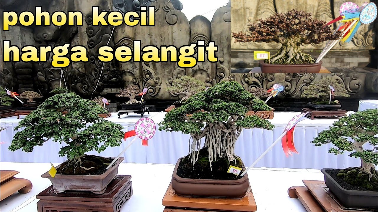 Rajanya Pohon Kecil Di Pameran Bonsai Tabanan