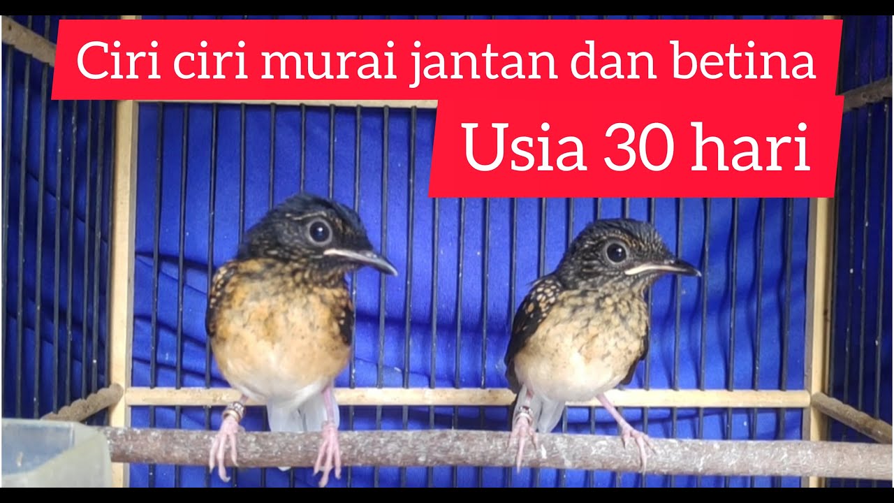 ciri ciri murai trotolan jantan dan betina usia 1 bulan part 1