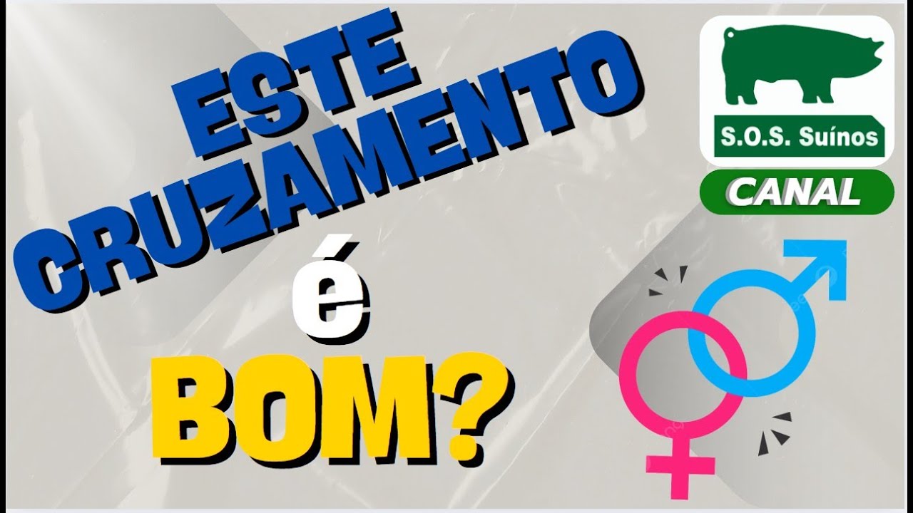 SUINOCULTURA: +ESTE CRUZAMENTO &Eacute; BOM?