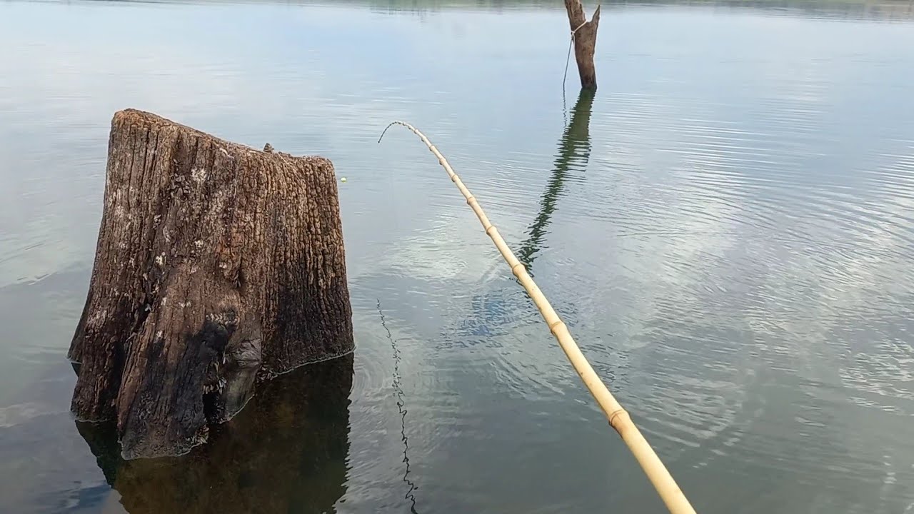 Pescaria de traíra e tucunare modalidade Raiz Rio thomaizao/Rio marinheiro cardoso sp