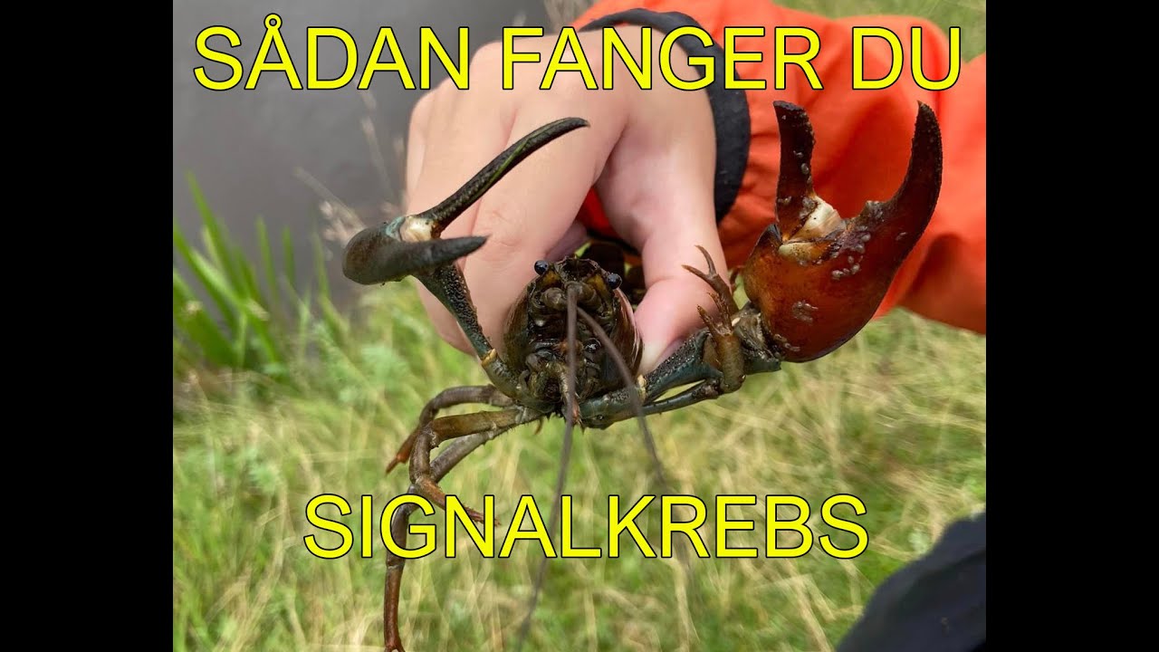 Sådan fanger du signalkrebs