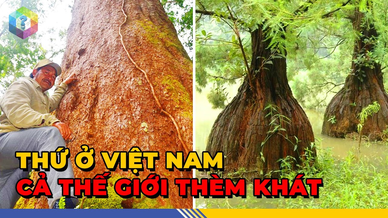 Quốc Tế THÈM MUỐN 7 Loài Cây Quý Hiếm Bậc Nhất Việt Nam - Top 1 Khám Phá