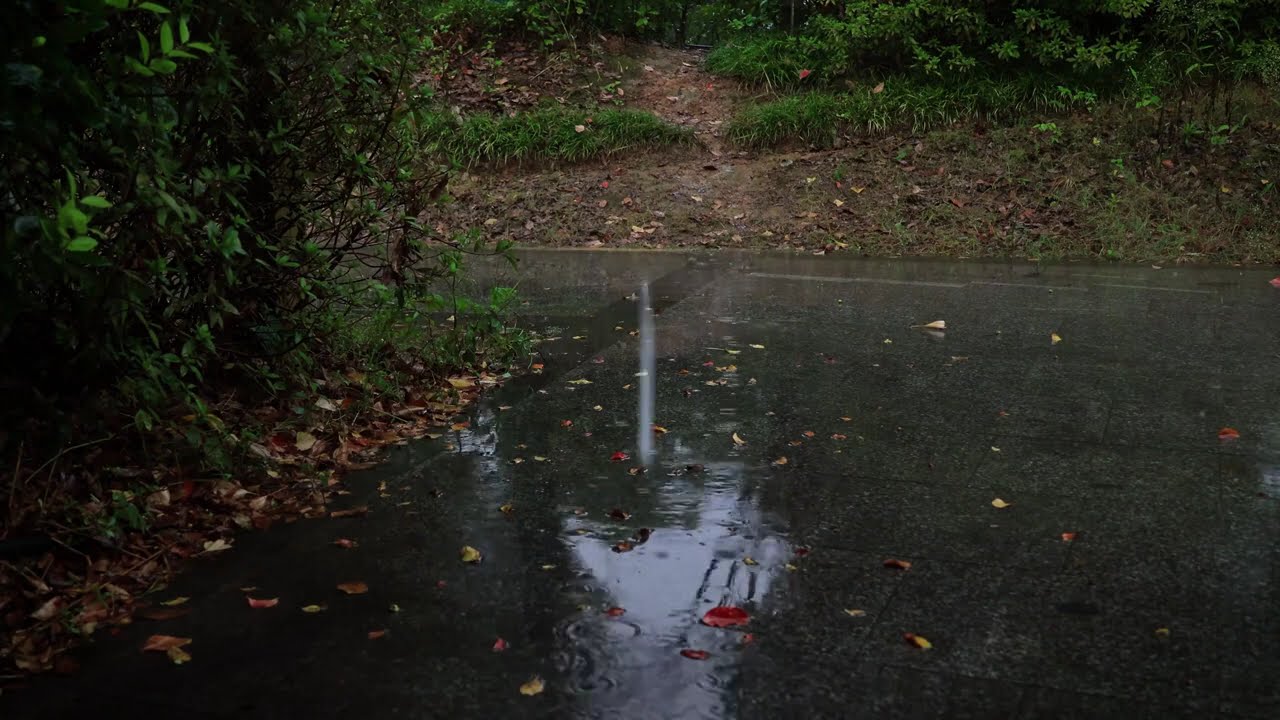 Rain on Wet Leaves & Stone Path | Autumn Rain Ambience | Zen Nature ASMR