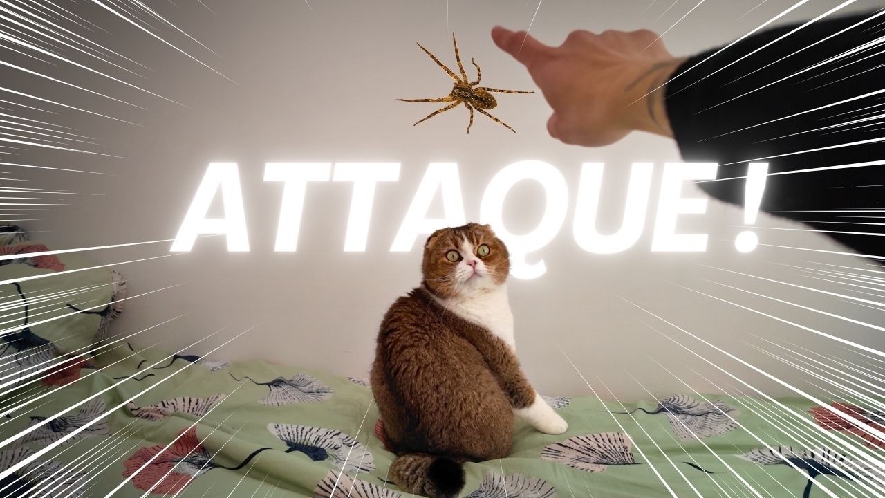 Ce que la PHOBIE des ARAIGNÉES nous fait faire