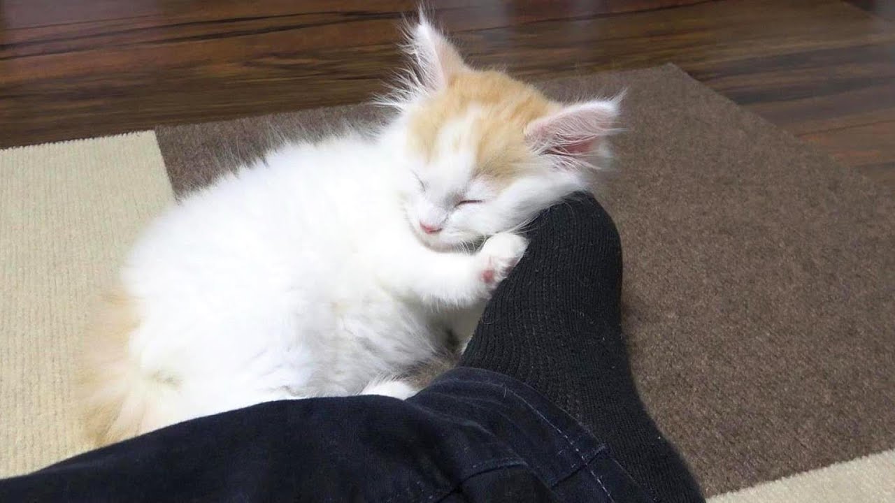 お迎え早々かいぬしの足をまくらにして寝る子猫さん