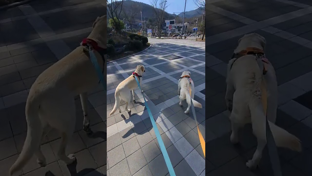 26/02/19 산책