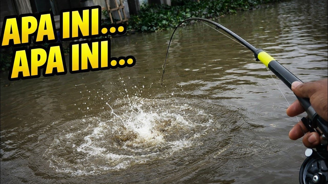 Ngejek Bang Coy… Malah Dia Yang Dapat Babon Paling Gede