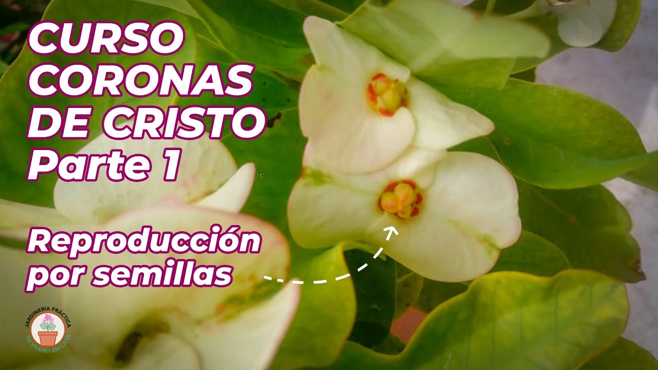 CURSO INTENSIVO DE CORONAS Parte 1 REPRODUCCIÓN de Coronas de Cristo por SEMILLAS