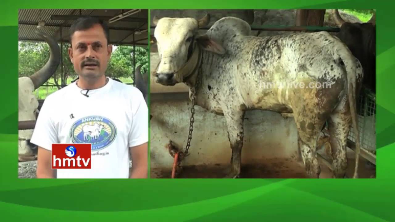 Livestock Farming | Ideal Farmer Rajinikanth Tips | Nela Talli | HMTV